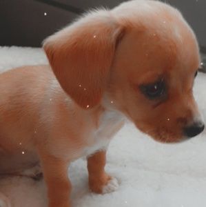 Meet your Posher, 💫golden